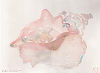 © Kate Schelter LLC 2023 | CONCH SHELL by Kate Schelter