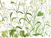 © Kate Schelter LLC 2024 | GSHI Maine yellow wild flowers 2019 by Kate Schelter