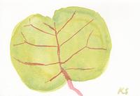 © Kate Schelter LLC 2024 | Harbour Island Sea Grape Leaf by Kate Schelter