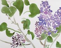 © Kate Schelter LLC 2024 | Lilacs 1 by Kate Schelter