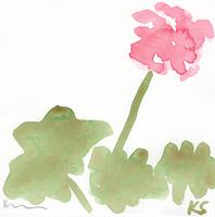 © Kate Schelter LLC 2023 | Pink geranium front by Kate Schelter