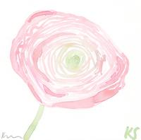 © Kate Schelter LLC 2024 | Pink ranunculus by Kate Schelter