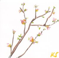 © Kate Schelter LLC 2024 | QUINCE BLOSSOM by Kate Schelter