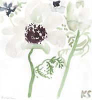 © Kate Schelter LLC 2023 | White anemone by Kate Schelter