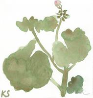 © Kate Schelter LLC 2024 | Pink geranium bud by Kate Schelter