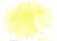 © Kate Schelter LLC 2024 | Yellow dahlia by Kate Schelter